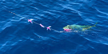 Load image into Gallery viewer, Mag Bay Lures - Tuna Tidbit Daisy Chain